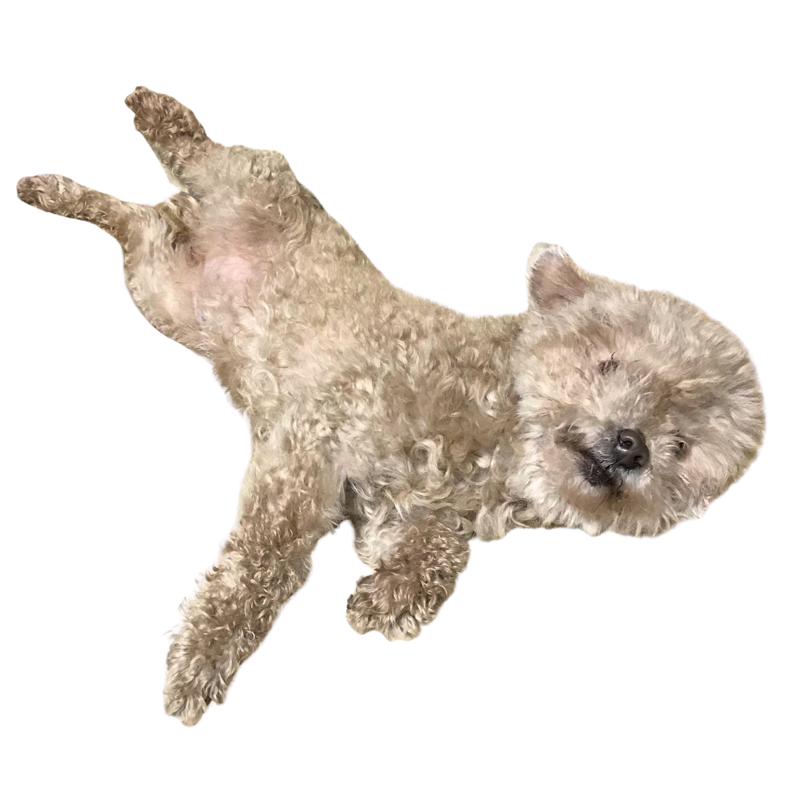 飛ぶ犬4