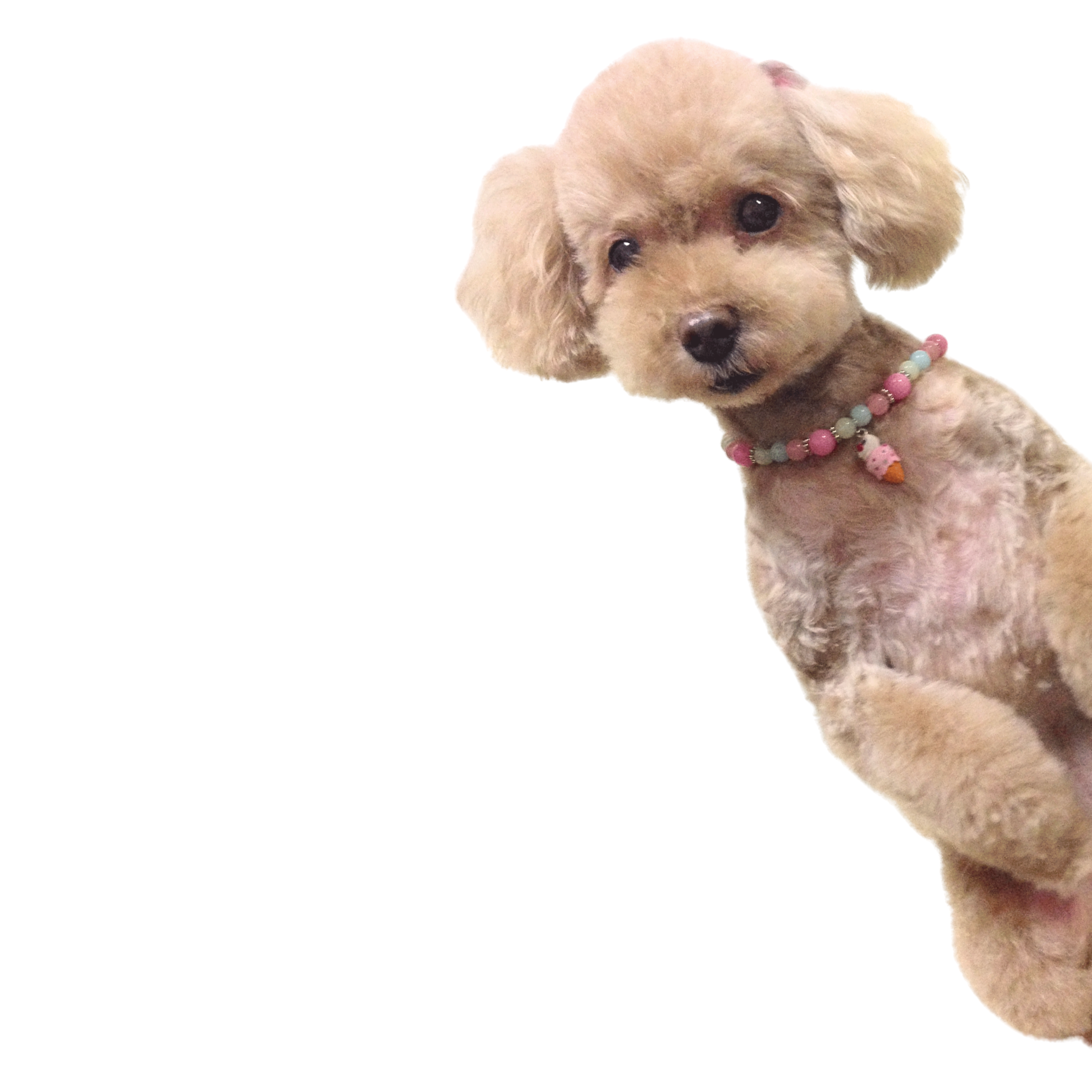 犬